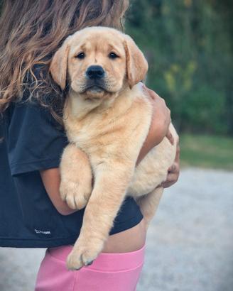 Cuccioli di Labrador - Marina LAB