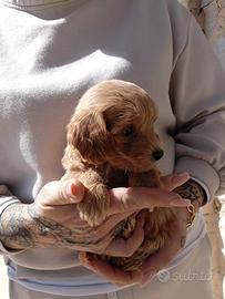 Maltipoo maschio