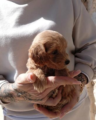 Maltipoo maschio