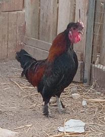Splendido gallo nano