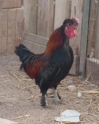Splendido gallo nano