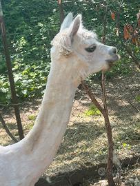 Alpaca maschio