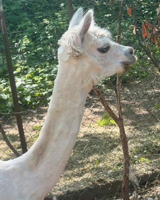 Alpaca maschio