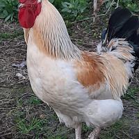 Gallo incrocio Sussex