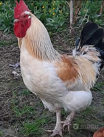 Gallo incrocio Sussex