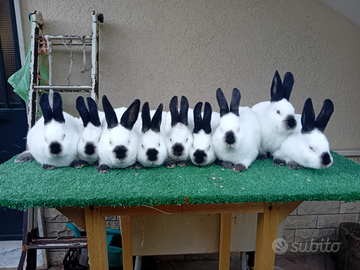 Conigli californiani