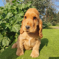 Cocker spaniel inglese pedigree PET TERAPY fulvo