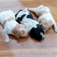 Breton cuccioli con pedigree