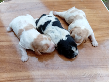 Breton cuccioli con pedigree