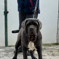 Mastino napoletano