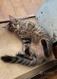 Maine coon cucciole