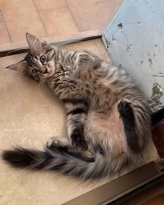 Maine coon cucciole