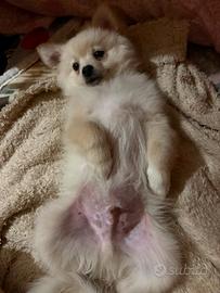 Spitz volpino