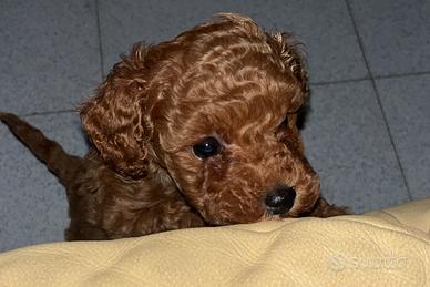 Barboncino red toy/mini toy