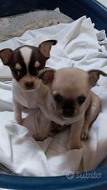 Chihuahua cuccioli