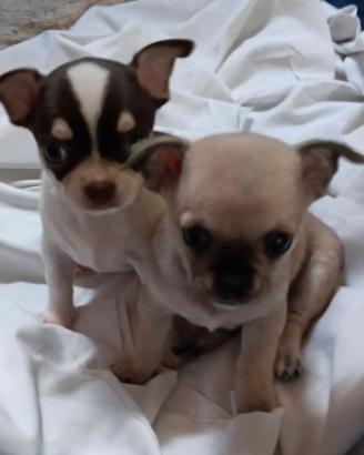Chihuahua cuccioli