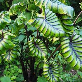 Colocasia Pharaoh Mask Collection plant