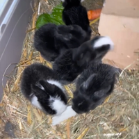 Conigli nani testa ariete figli di teddy lop