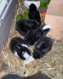 Conigli nani testa ariete figli di teddy lop