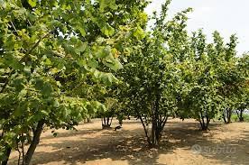 Terreno Agricolo