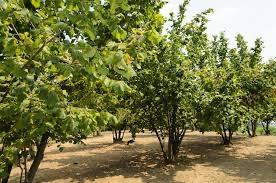 Terreno Agricolo