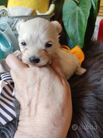 Grace e Gin maltipoo Toy cuccioli