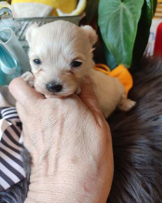 Grace e Gin maltipoo Toy cuccioli