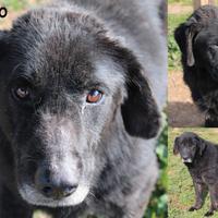 Brando, dolcissimo cane, giunto in cattive condizi