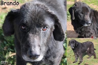 Brando, dolcissimo cane, giunto in cattive condizi