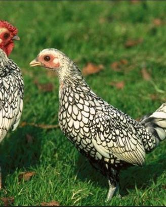 Coppia galline sebright