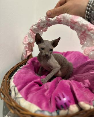 Sphynx femmina TOP