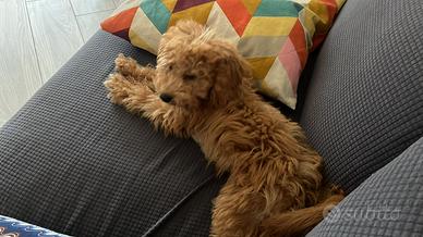 Maltipoo toy