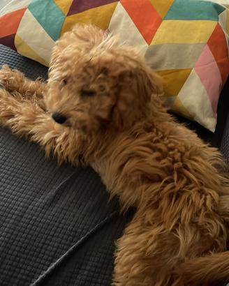 Maltipoo toy