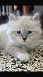 Cuccioli gatti Siberiani Neva Masque Pedigree ANFI