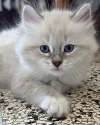 Cuccioli gatti Siberiani Neva Masque Pedigree ANFI