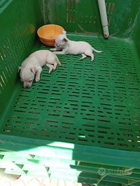Chihuahua