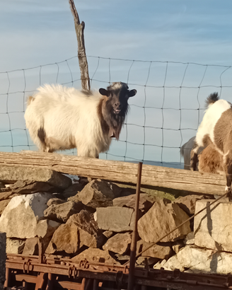 Capre tibetane
