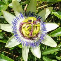 pianta di passiflora 