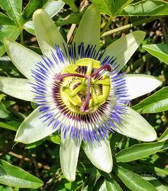 pianta di passiflora 