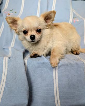 Splendido cucciolo chihuahua, allevamento enci