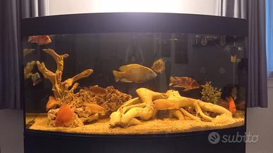ACQUARIO 400 LITRI CON MOBILE