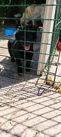 Labrador retriever