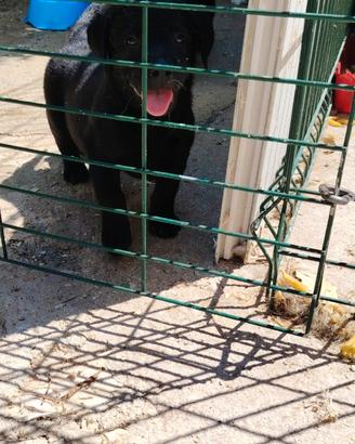 Labrador retriever