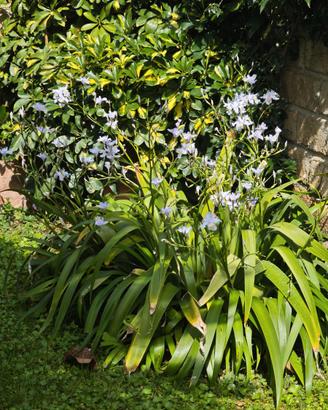 Iris japonica