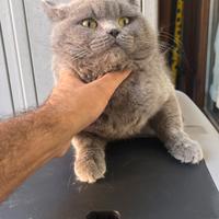 2 gatti british short hair
