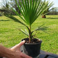 Palme di Washingtonia filifera