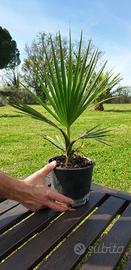 Palme di Washingtonia filifera