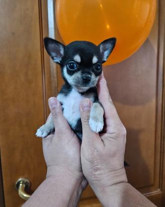 Chihuahua toy nana