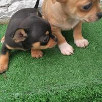 Cuccioli di chihuahua