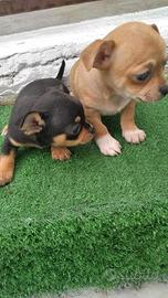 Cuccioli di chihuahua